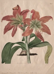 The Botanical Magazine or Flower Garden Displayed: The Mountain Lake Lily, 1827