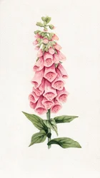 Delicate Pink Foxglove