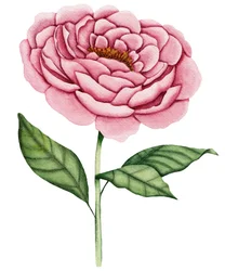 Pink Peony Bloom