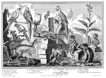 Parrots and Monkeys