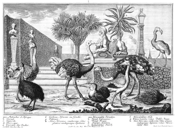 Ostrich, Cassowary, Porcupine