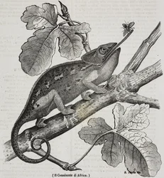 African chameleon, lithograph by Salvatore Puglia from Poliorama Pittoresco