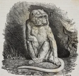 Albino monkey in Jardin des Plantes, Paris botanical garden, France