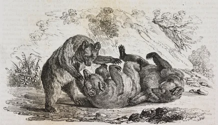 Bears of Asturias, Spain, lithograph by Salvatore Puglia from Poliorama Pittoresco, n 9, October 7