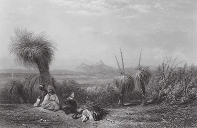 Australia: Grass Tree Plains