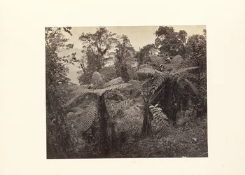 Darjeeling; Group of Tree Ferns at Lebong