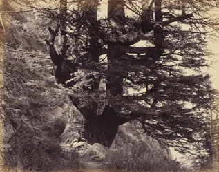 Simla- Great Deodar, 42 Feet in Circumference