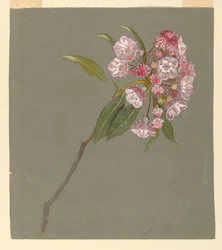A Bough of Mountain Laurel with Leaves and Blossoms