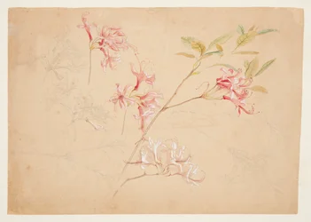 Azaleas