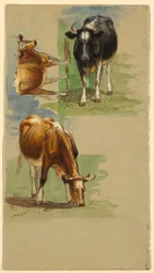 Drawing, Cattle, Steers, 1875–80
