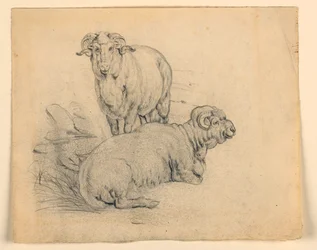Study. Two Rams, ca. 1850