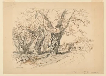 Drawing, Study for The Cypress Trees of Montezuma, Park of Chapultepec, Mexico