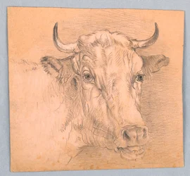 Head of a Cow