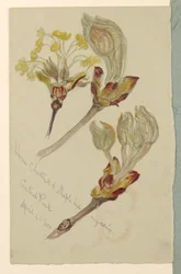 Horse Chestnut and Maple Buds Unfolding, Central Park