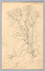 Sketches of Trees