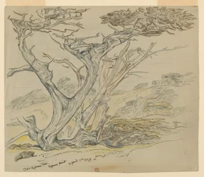 Study of Old Cypress Trees, Cypress Point