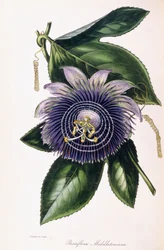 Passiflora Middletoniana