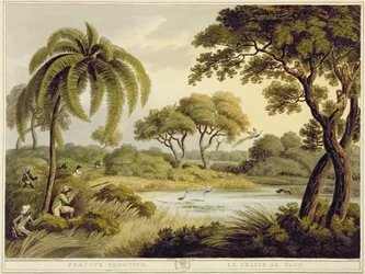 Peacock Shooting, from Oriental Field Sports, published by Edward Orme, 1807