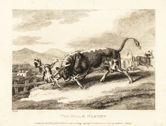 A bull gores a dog to death in a field