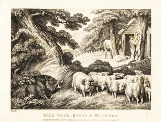 A flock of sheep wait for slaughter by a butcher