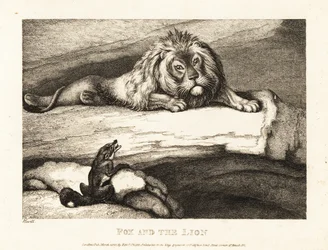A fox foolishly approaching a male lion in his den
