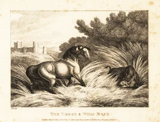 A horse and wild boar face off in a pasture