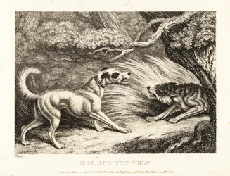 A House Dog in a Collar Offers Food to a Starving Wolf