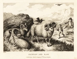 A jackdaw sings on the back of a ram