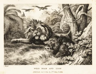 A lion and wild boar fight while vultures circle above
