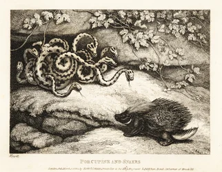 A Porcupine