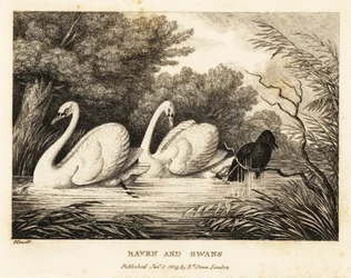 A raven tries to wash to be more like the white swans