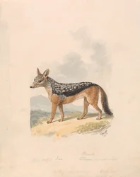 Black-backed Jackal
