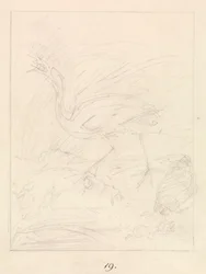 Crane and Frogs