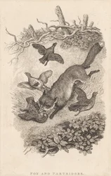 Fox and Partridges