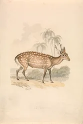 Hog Deer