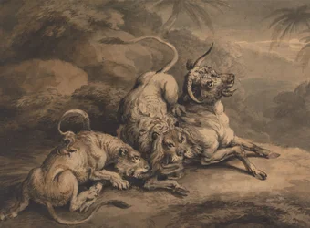 Lion and Lioness Attacking a Steer