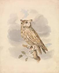 Scops Owl