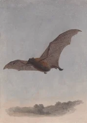 Study of a Vampire Bat