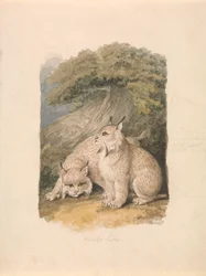The Canada Lynx from the Life