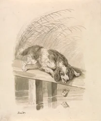 The Dog and The Shadow