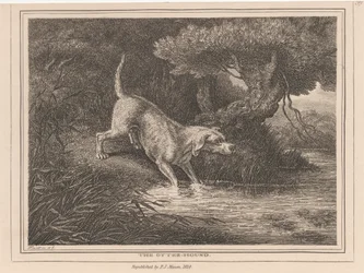 The Otter Hound