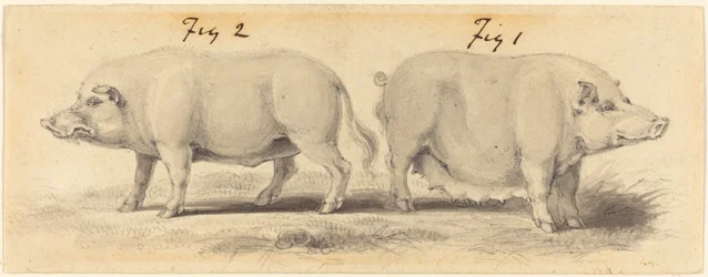 Two Chinese Pigs