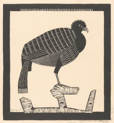 Peacocks