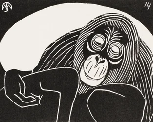 Orangutan
