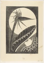 Withered Strelitzia