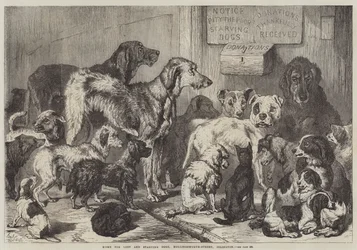 Home for Lost and Starving Dogs, Hollingsworth-Street, Islington