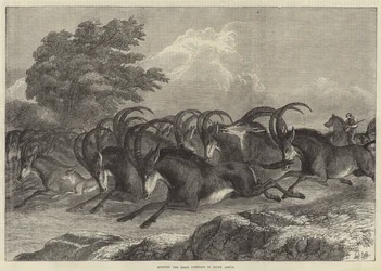 Hunting the Sable Antelope in South Africa
