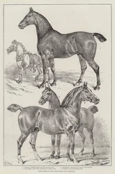 Prize Horses at the Agricultural Hall, Islington