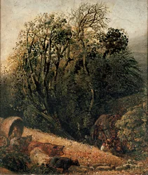 A Cornfield Bordered by Trees