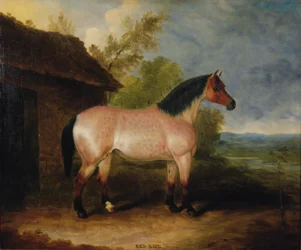 Red Rose Before a Stable